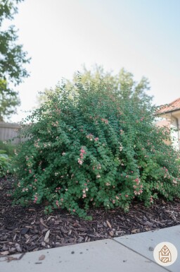 Symphoricarpos chenaultii 'Hancock' buske 15-20 cm