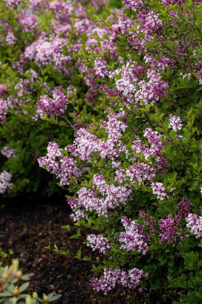 Syringa meyeri 'Palibin' C3 30-40