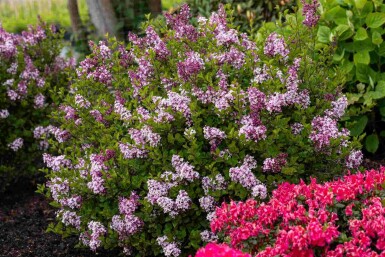Syringa meyeri 'Palibin' C7,5 40-50