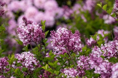 Syringa meyeri 'Palibin' C7,5 40-50