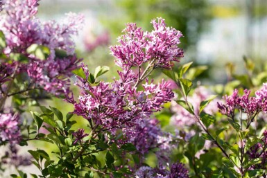 Syringa meyeri 'Palibin' C7,5 40-50