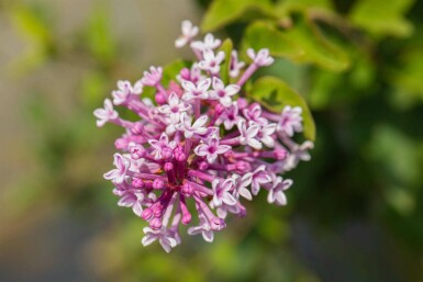 Syringa meyeri 'Palibin' C7,5 40-50