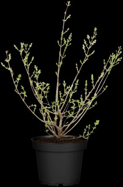 Syringa meyeri 'Palibin' C7,5 40-50