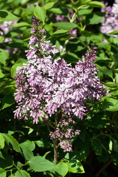Syringa patula 'Miss Kim' C7,5 40-50