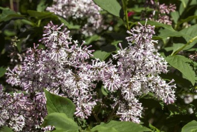 Syringa patula 'Miss Kim' C7,5 40-50