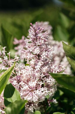 Syringa patula 'Miss Kim' C7,5 40-50