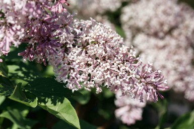 Syringa patula 'Miss Kim' C7,5 40-50