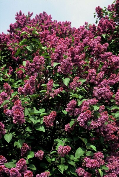 Syringa vulgaris 'Andenken an Ludwig Spath' C7,5 60-80