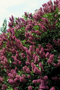 Syringa vulgaris 'Andenken an Ludwig Spath' C7,5 60-80