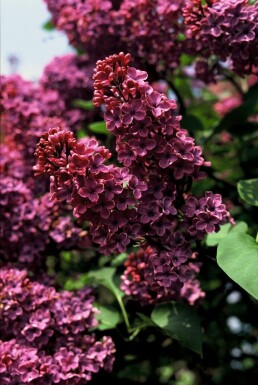 Syringa vulgaris 'Andenken an Ludwig Spath' C7,5 60-80