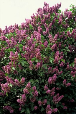 Syringa vulgaris 'Andenken an Ludwig Spath' C7,5 60-80