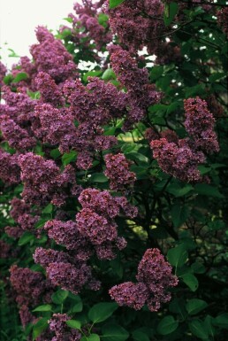 Syringa vulgaris 'Andenken an Ludwig Spath' C7,5 60-80