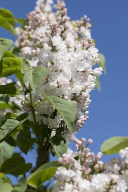 Syringa vulgaris 'Beauty of Moscow' C7,5 60-80