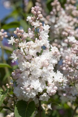 Syringa vulgaris 'Beauty of Moscow' C7,5 60-80