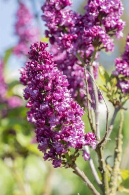 Syringa vulgaris 'Charles Joly' C12 80-100