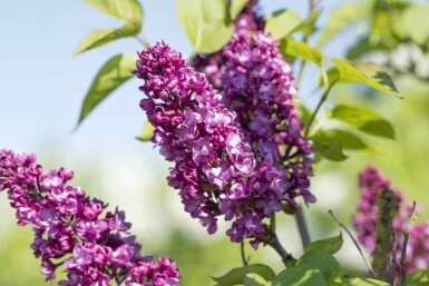Syringa vulgaris 'Charles Joly' C12 80-100