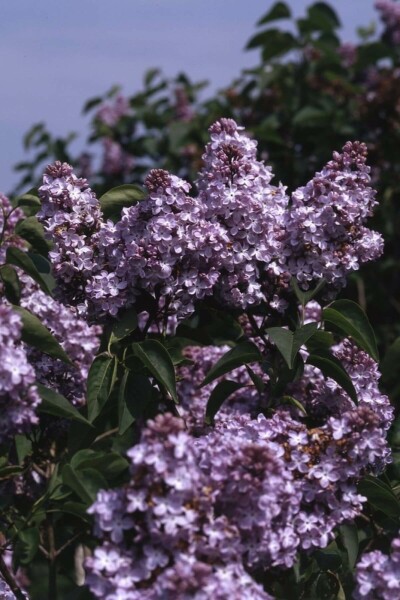 Syringa vulgaris 'Michel Buchner' buske 125-150 cm