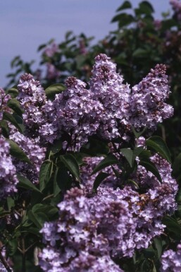 Syren Syringa vulgaris 'Michel Buchner' buske Syringa vulgaris 'Michel Buchner' buske