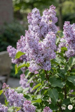 Syringa vulgaris 'Michel Buchner' buske 40-60 cm