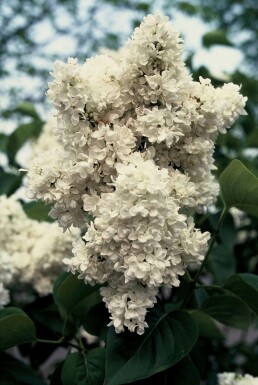 Syren Syringa vulgaris 'Mme Lemoine' buske Syringa vulgaris 'Mme Lemoine' buske