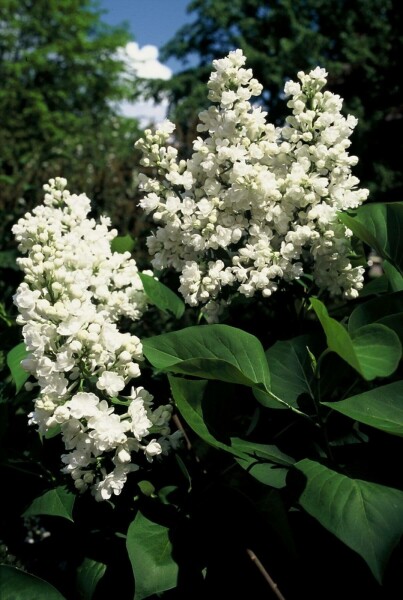 Syren Syringa vulgaris 'Mme Lemoine' buske Syringa vulgaris 'Mme Lemoine'