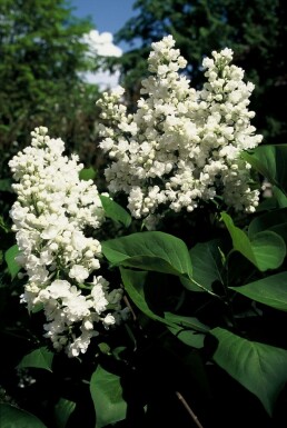 Syren Syringa vulgaris 'Mme Lemoine' buske Syringa vulgaris 'Mme Lemoine' buske