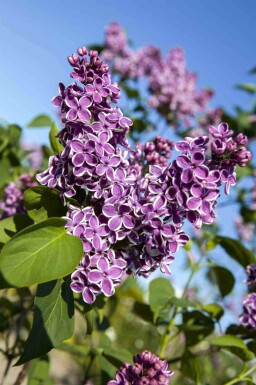Syren Syringa vulgaris 'Sensation' buske 30-40 C3 Syringa vulgaris 'Sensation' buske 30-40 cm