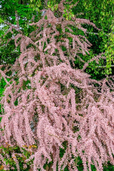 Tamarisk tetrandra C3 60-80