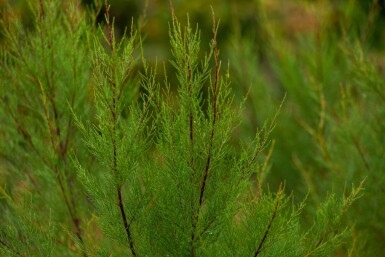 Tamarisk tetrandra C3 60-80