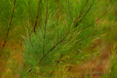 Tamarisk tetrandra C3 60-80