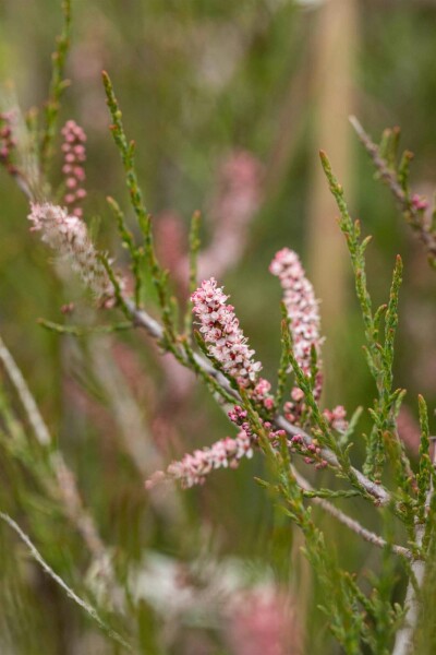 Tamarix parviflora C4 80-100