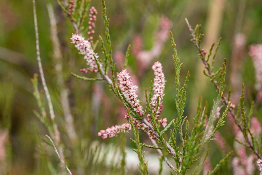 Tamarisk Tamarix parviflora buske 80-100 C4 Tamarix parviflora buske 80-100 cm