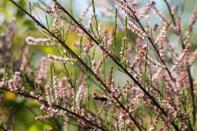 Tamarisk Tamarix parviflora buske 80-100 C4 Tamarix parviflora buske 80-100 cm