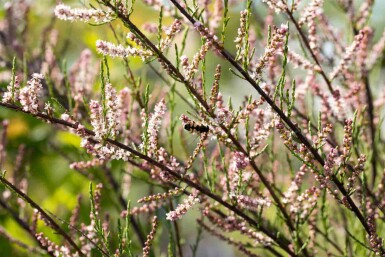 Tamarisk Tamarix parviflora buske 80-100 C4 Tamarix parviflora buske 80-100 cm