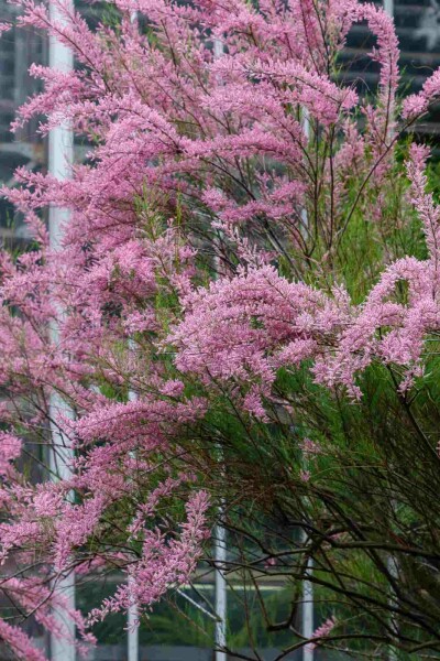 Tamarix ramosissima C4 60-100