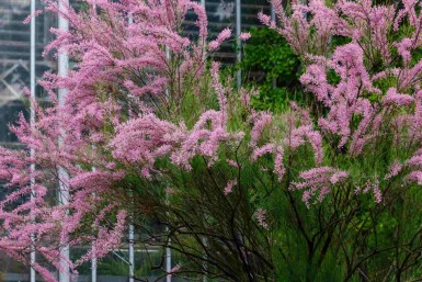 Tamarix ramosissima C4 60-100