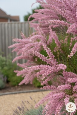 Tamarix ramosissima buske 60-100 cm