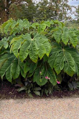 Tetrapanax papyrifer 'Rex' C3 40-60