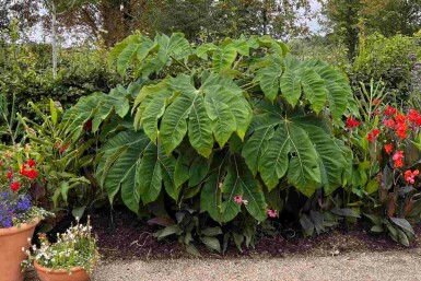 Tetrapanax papyrifer 'Rex' C3 40-60