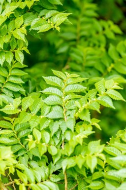 Ulmus minor 'Jacqueline Hillier' C20 60-80