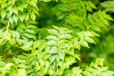 Ulmus minor 'Jacqueline Hillier' C20 60-80
