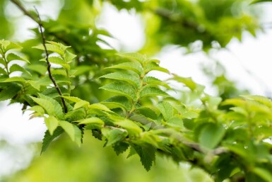 Ulmus minor 'Jacqueline Hillier' C20 60-80