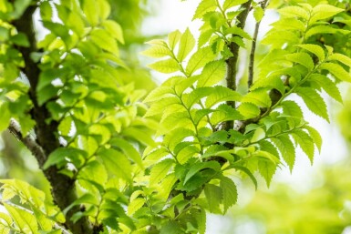 Ulmus minor 'Jacqueline Hillier' C20 60-80
