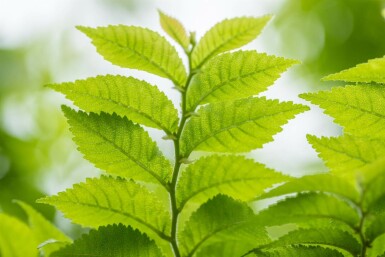 Ulmus minor 'Jacqueline Hillier' C20 60-80