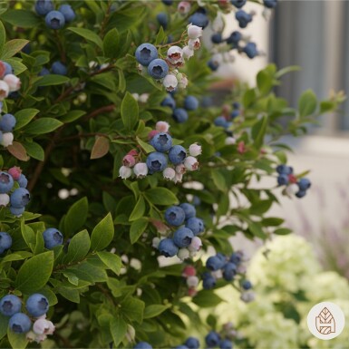 Vaccinium corymbosum 'Goldtraube' buske 40-50 cm