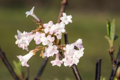 Viburnum bodnantense 'Charles Lamont' C7,5 100-125