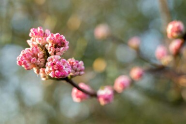 Viburnum bodnantense 'Charles Lamont' C7,5 100-125