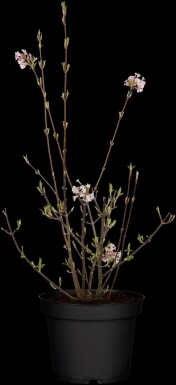 Viburnum bodnantense 'Charles Lamont' C7,5 100-125