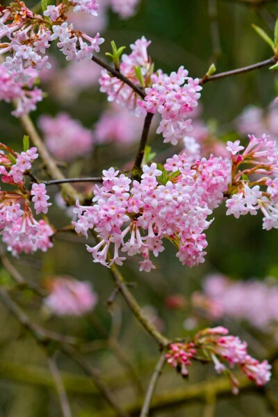 Hybridolvon Viburnum bodnantense 'Dawn' buske 120-140 C7,5 Viburnum bodnantense 'Dawn' buske 120-140 cm