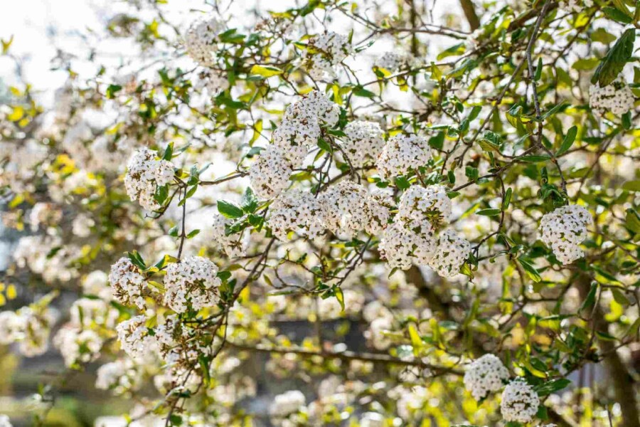 Doftolvon Viburnum burkwoodii buske 30-40 C3 Viburnum burkwoodii buske 30-40 cm
